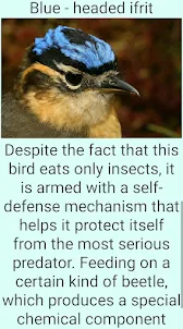Dangerous birds