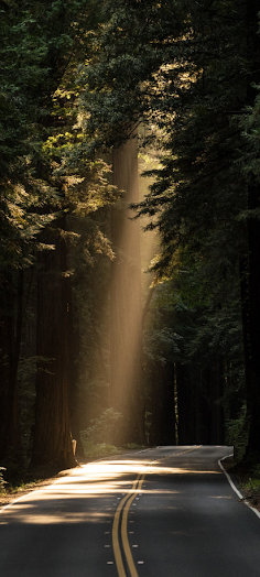 Whispering pines - Screenshot 2