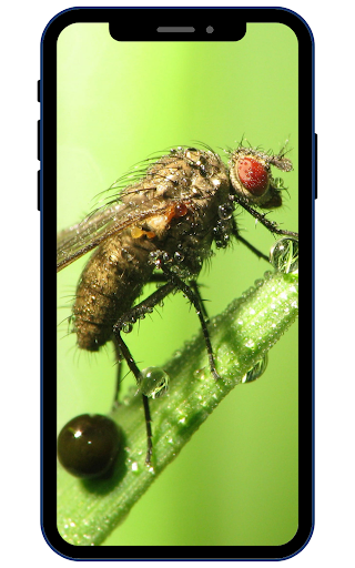 Android application Insect Wallpapers screenshort