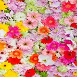 flower wallpapers 4k uhd icon