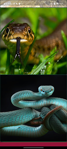 Android application Snake Wallpapers Offline screenshort