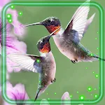 Cover Image of डाउनलोड Love Hummingbirds 1.2 APK