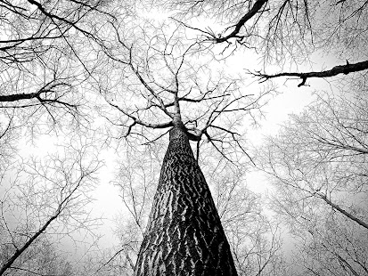 Tree Wallpapers(圖2)-速報App
