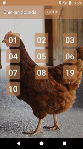 Android application Chicken Sounds screenshort
