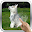 Cute Husky Puppy Live Wallpaper Download on Windows
