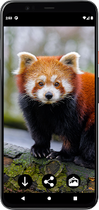 Captura 7 Fondos de Panda Rojo android