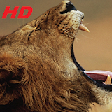 lion wallpapers HD free special for you icon