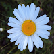 Daisy Flower Wallpapers Download on Windows