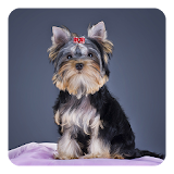 Yorkshire Terrier LWP icon