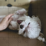 Lovely Dogs Puzzle Kids Game icon