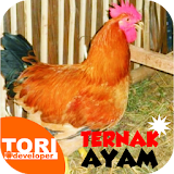 Ternak Ayam Jawa Super icon