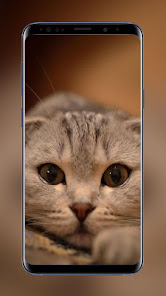 Cats Wallpapers HD Amazing Bea 1.1.0 APK + Mod (Unlimited money) إلى عن على ذكري المظهر