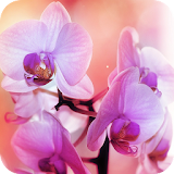 Orchid Flowers icon