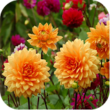 Flower Backgrounds icon