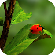 Top 20 Personalization Apps Like Ladybug Wallpapers - Best Alternatives