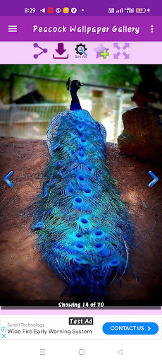 Peacock Wallpaper Gallery Screen 3