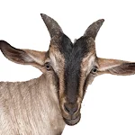 Cover Image of Скачать My Goat Manager - Goat farming app 1.0.9 APK