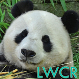 panda live wallpaper icon