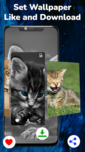 Cute Kitten Wallpapers HD Screen 3