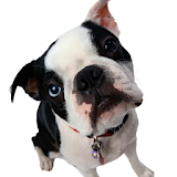 Dog time- pic,review,guide icon