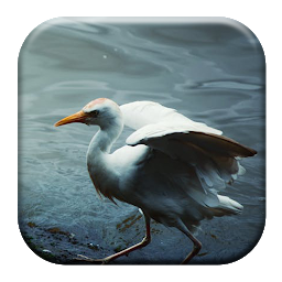 Icon image Crane Bird Sounds