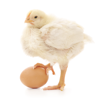 Harga Komoditas Unggas Telur, Ayam Paling Update