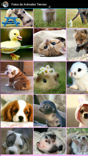 Imagenes de Animales Tiernos Screen 2