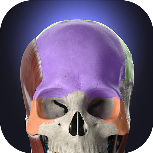 Download Anatomyka – 3D Anatomy Atlas for PC Windows 7, 8, 10, 11