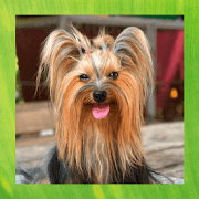Yorkshire Terrier Pictures  Icon