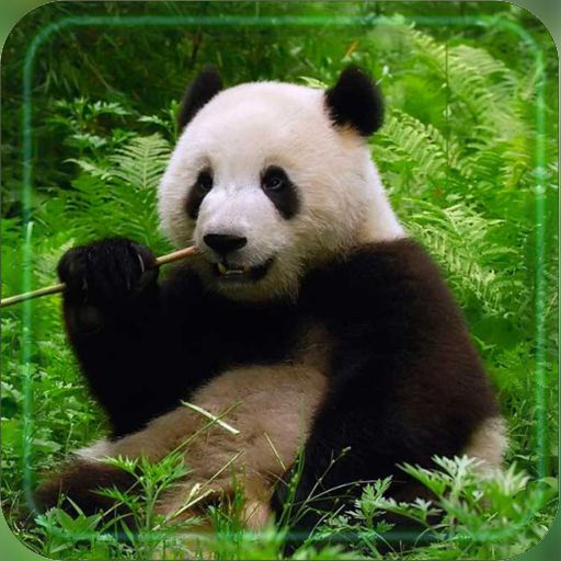 Panda Bear live wallpaper  Icon