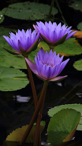 Water lily wallpaper