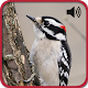 All Bird Sound And Ringtones Download on Windows
