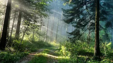 Wald Live Hintergrund Apps Bei Google Play