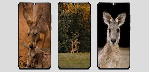 Kangaroo HD Wallpaper Screen 2