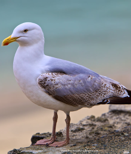 Android application Seagull bird sounds screenshort