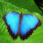 Butterfly Jigsaw Puzzle 1.0.1
