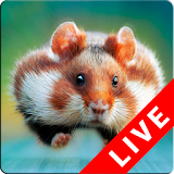 Hamster Live Wallpapers icon
