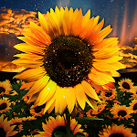 Cover Image of Télécharger Beautiful Field - Wallpaper  APK