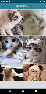 Beautiful cute cats Offline 1.1 APK screenshots 1
