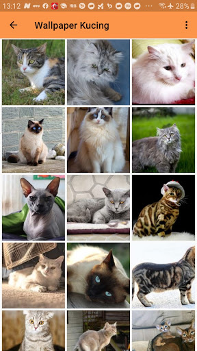 Download Kucing Zone Suara Kucing dan Wallpaper Free for Android 