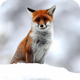 Cute Fox Live Wallpaper icon