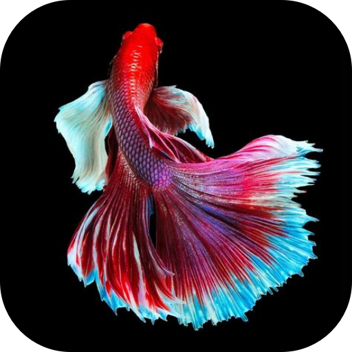 Betta Fish Wallpaper logo