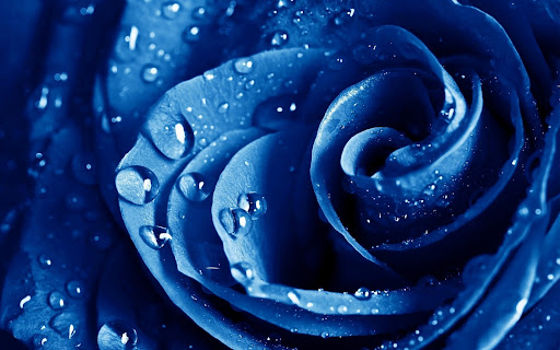 Blue Rose Wallpapers 2
