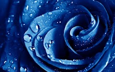 Blue Rose Wallpapersのおすすめ画像2