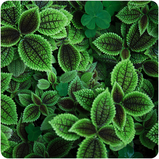 Green Aesthetic Wallpapers HD logo