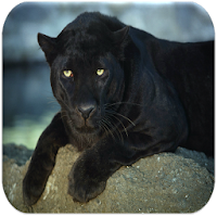 Black panther sounds