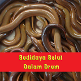 Budidaya Belut Dalam Drum icon