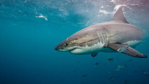 Shark Evolution Survival Games Screen 2
