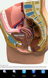 Captura de Pantalla 14 Visual Anatomy 2 android