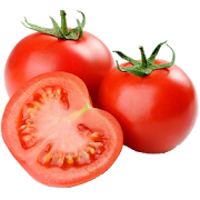 Pests and Diseases of Tomato